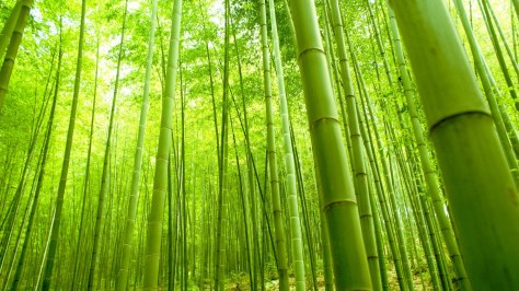 green-bamboo-in-forest